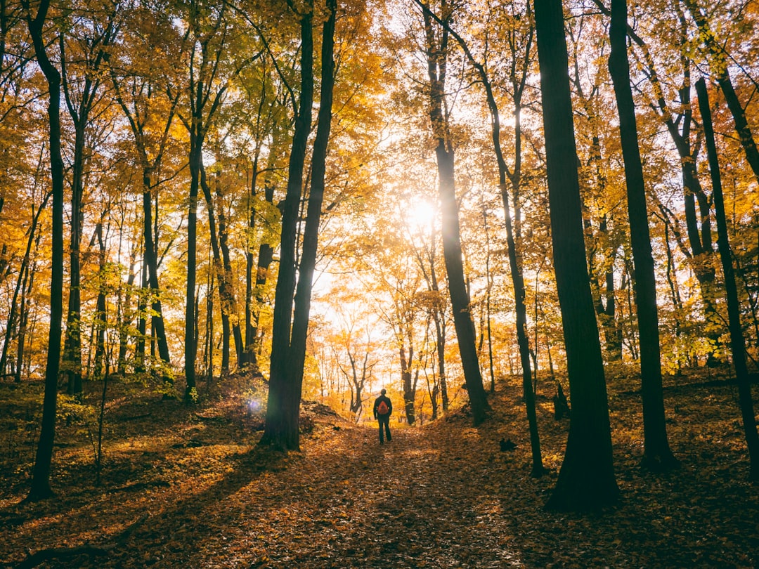 Photo by Aaron Burden silhouette of man standing between trees facing sunlight